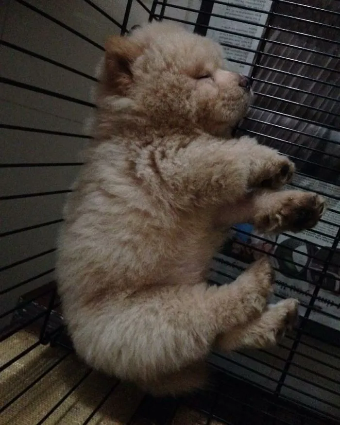 Meet Chowder, The Chow Chow That Looks Like A Giant Teddy Bear (30 Pics)