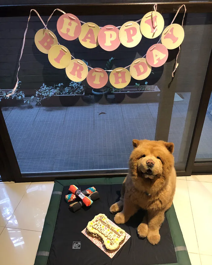 Meet Chowder, The Chow Chow That Looks Like A Giant Teddy Bear (30 Pics)