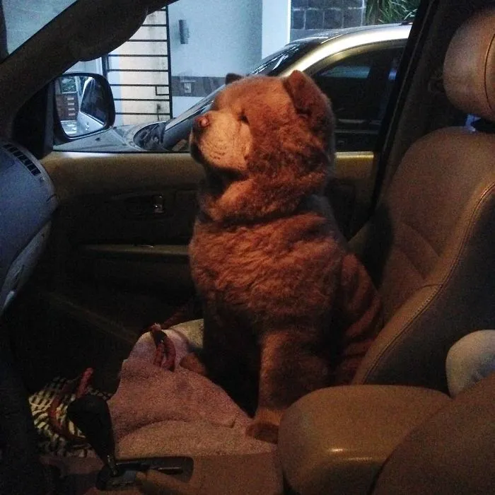 Meet Chowder, The Chow Chow That Looks Like A Giant Teddy Bear (30 Pics)