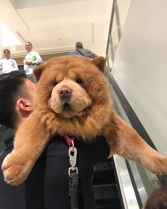 Meet Chowder, The Chow Chow That Looks Like A Giant Teddy Bear (30 Pics)
