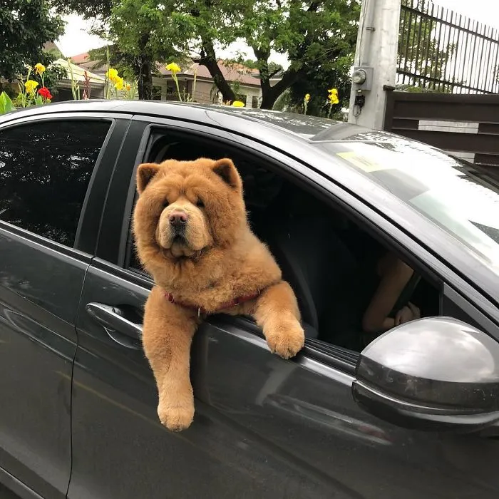 Meet Chowder, The Chow Chow That Looks Like A Giant Teddy Bear (30 Pics)