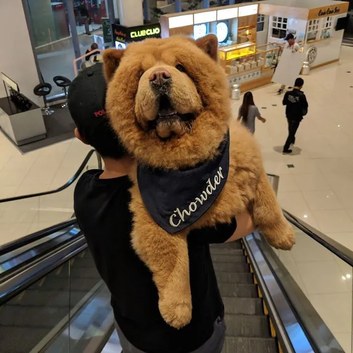 Meet Chowder, The Chow Chow That Looks Like A Giant Teddy Bear (30 Pics)