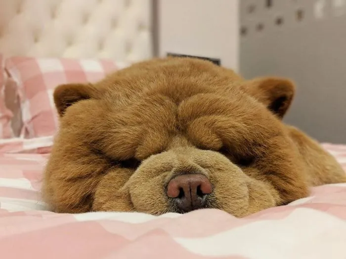 Meet Chowder, The Chow Chow That Looks Like A Giant Teddy Bear (30 Pics)