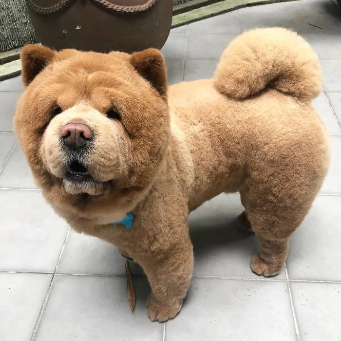 Meet Chowder, The Chow Chow That Looks Like A Giant Teddy Bear (30 Pics)