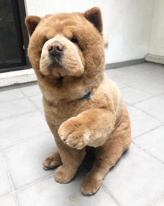 Meet Chowder, The Chow Chow That Looks Like A Giant Teddy Bear (30 Pics)