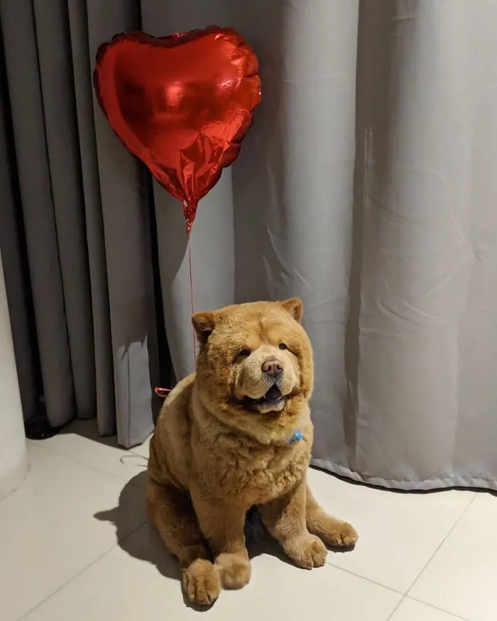Meet Chowder, The Chow Chow That Looks Like A Giant Teddy Bear (30 Pics)