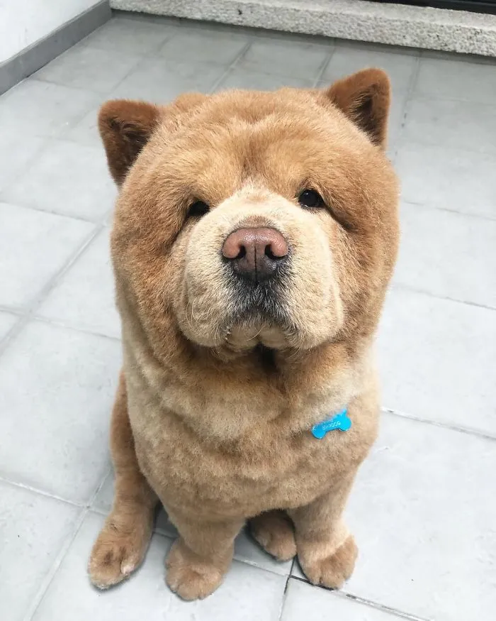 Meet Chowder, The Chow Chow That Looks Like A Giant Teddy Bear (30 Pics)