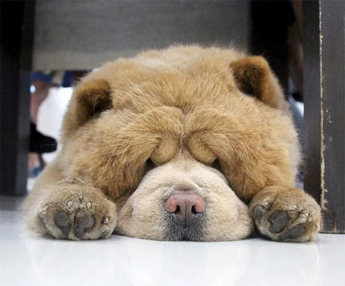 Meet Chowder, The Chow Chow That Looks Like A Giant Teddy Bear (30 Pics)