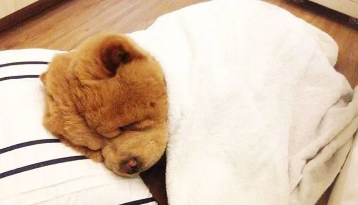 Meet Chowder, The Chow Chow That Looks Like A Giant Teddy Bear (30 Pics)