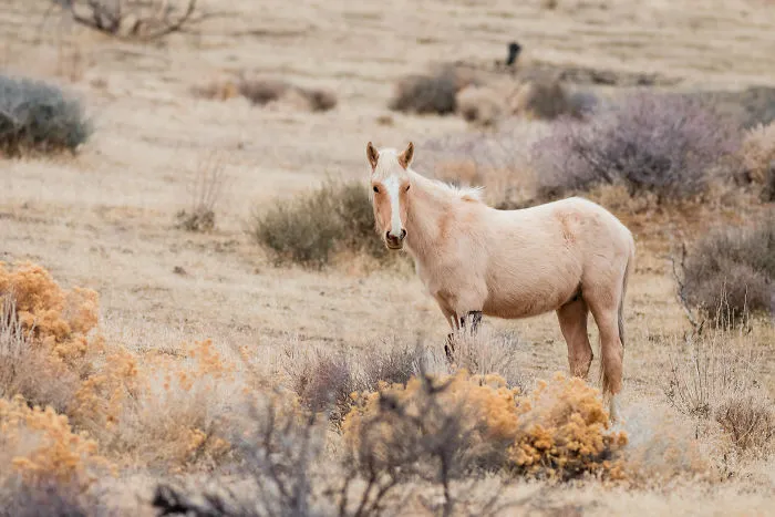We Seek Wild Horses In Their Natural Habitat In Nevada Mountains