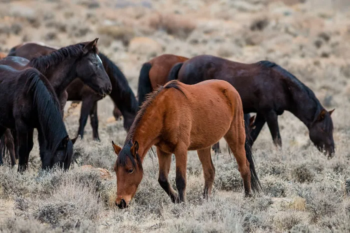 We Seek Wild Horses In Their Natural Habitat In Nevada Mountains