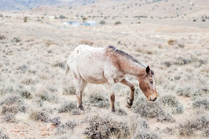 We Seek Wild Horses In Their Natural Habitat In Nevada Mountains