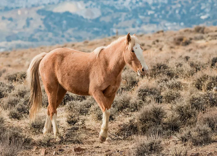 We Seek Wild Horses In Their Natural Habitat In Nevada Mountains