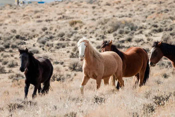 We Seek Wild Horses In Their Natural Habitat In Nevada Mountains