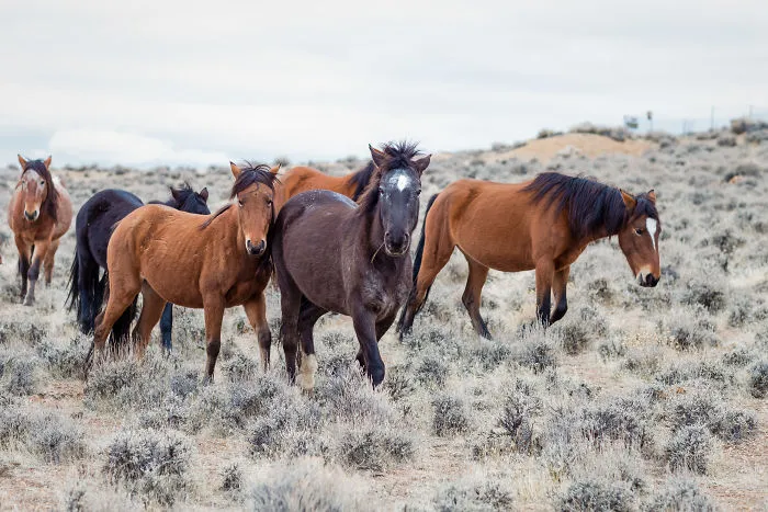 We Seek Wild Horses In Their Natural Habitat In Nevada Mountains