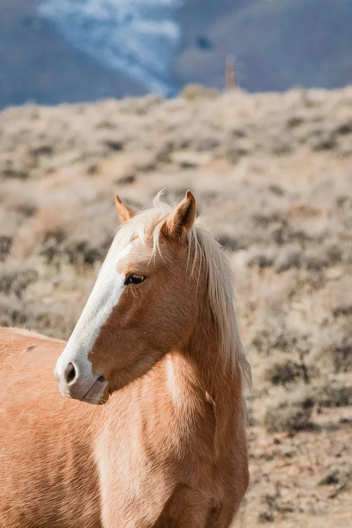 We Seek Wild Horses In Their Natural Habitat In Nevada Mountains