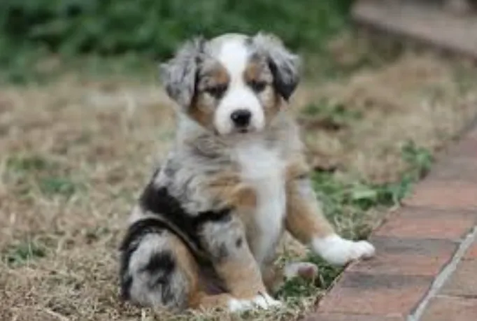 My New Puppy!!