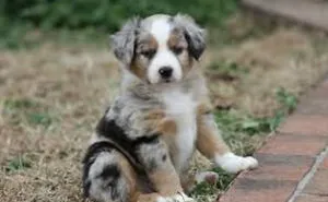 My New Puppy!!