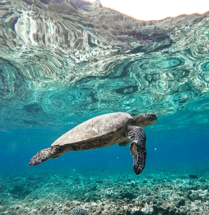 Snorkeling On The North Shore Of Kauai