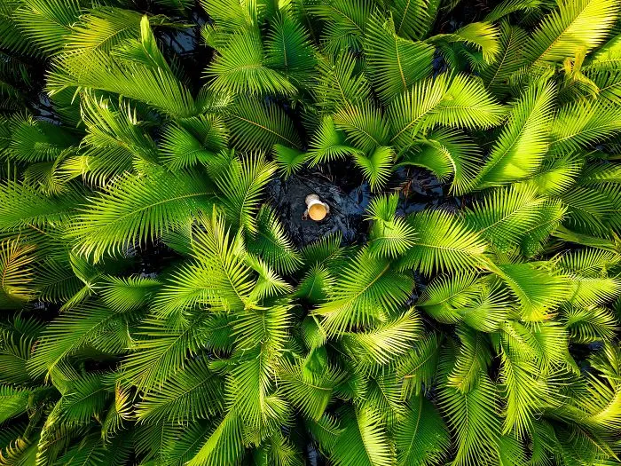Nipa Palm Forest