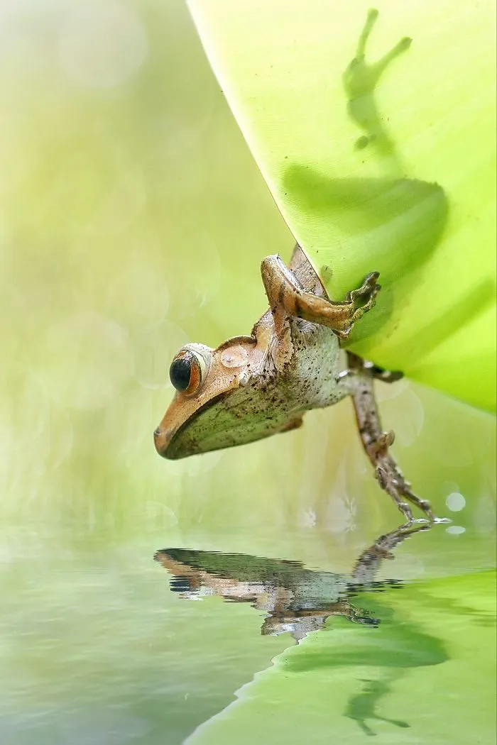 The Rain Singer