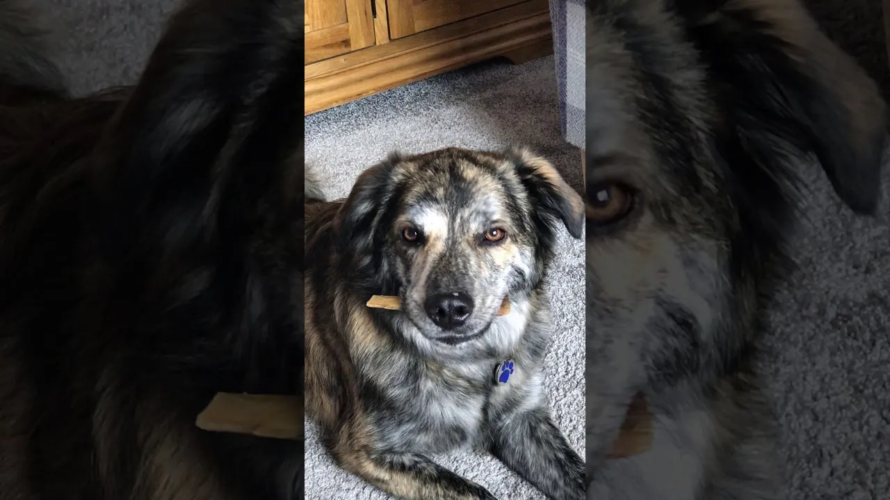 Bear The Romanian Rescue Complains Becuse He Can't Go Outside.he Such A Drama Queen!