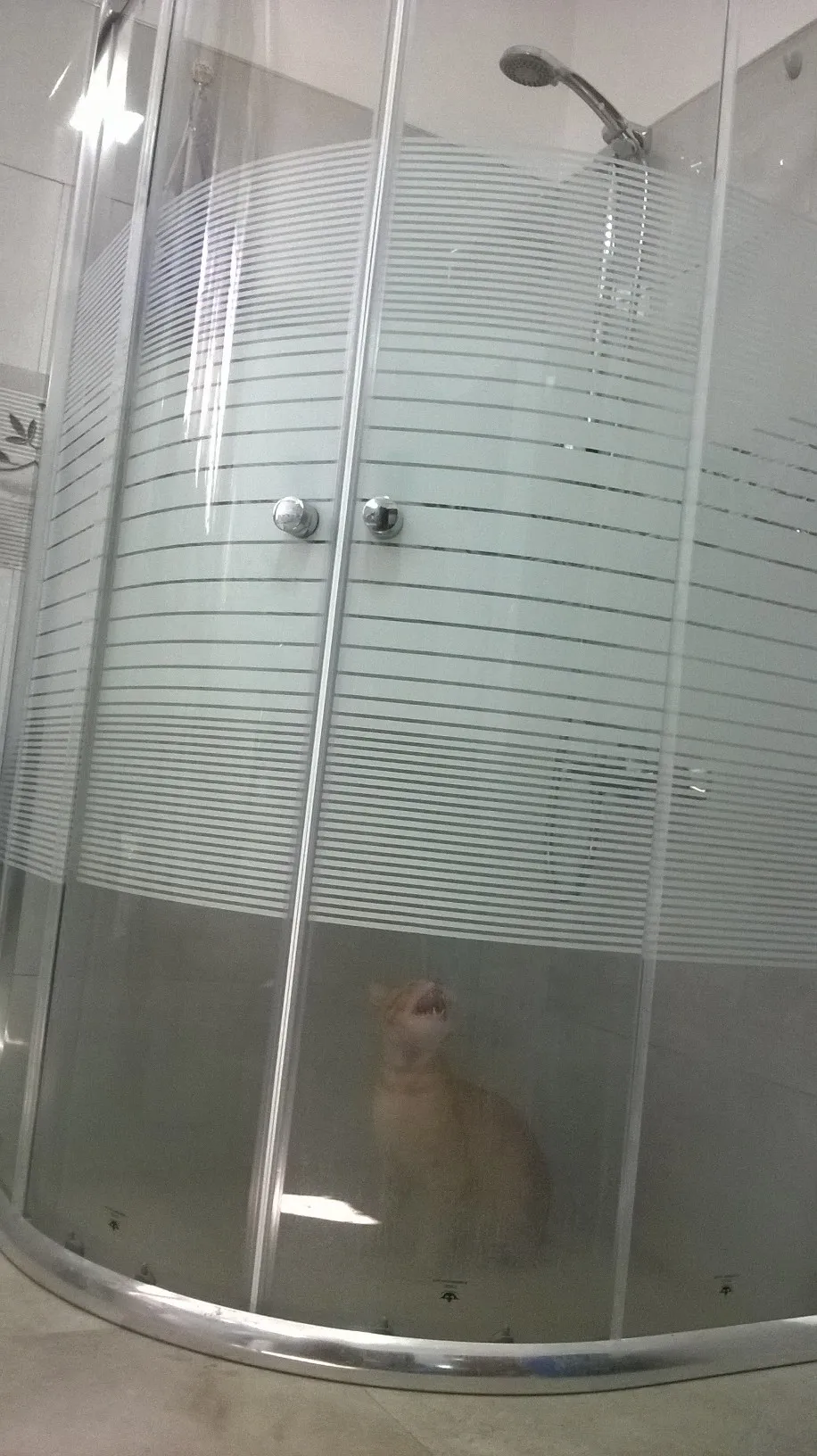 I Found An Easy Method To Get Rid Of Cats Nuisance...