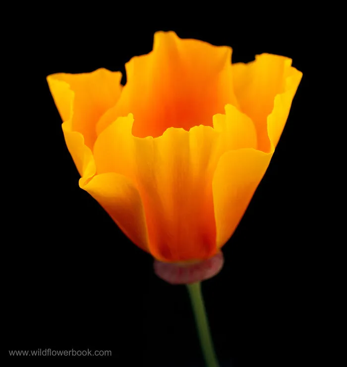 We Spent 27 Years Photographing Wildflowers In California And Other Western States.
