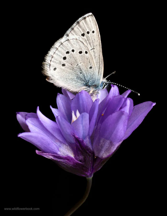 We Spent 27 Years Photographing Wildflowers In California And Other Western States.