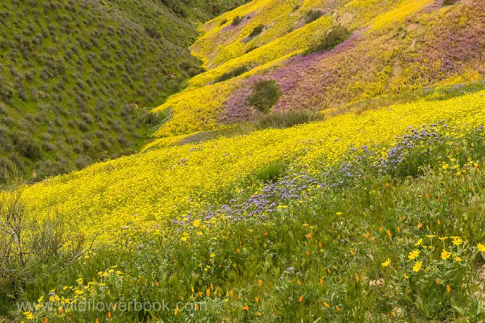 We Spent 27 Years Photographing Wildflowers In California And Other Western States.