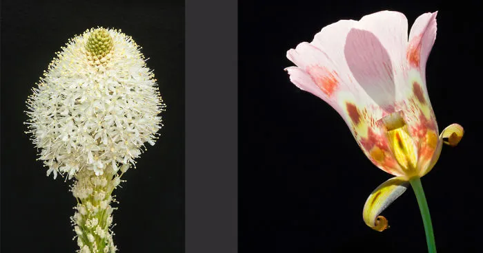 We Spent 27 Years Photographing Wildflowers In California And Other Western States.