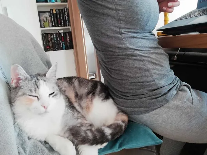 A Lola le gusta compartir el espacio de trabajo