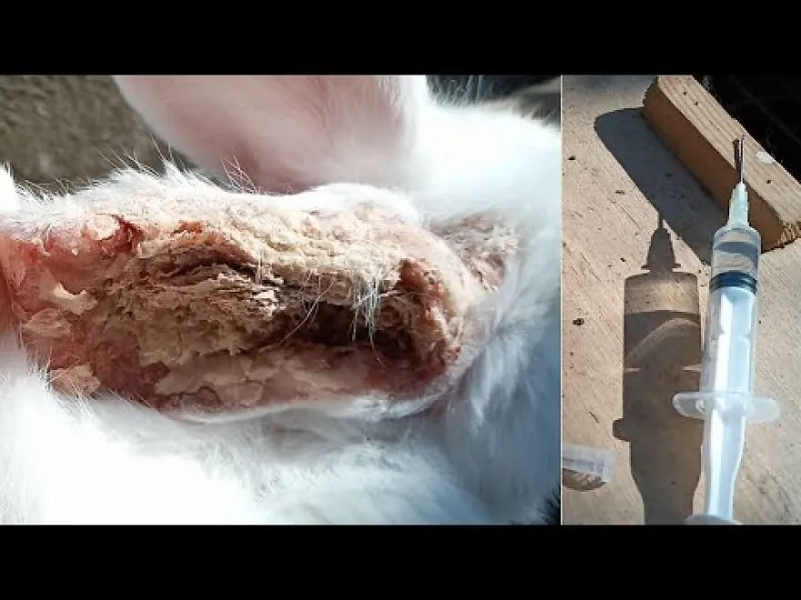 Rescue A Rabbit From Confirmed Death. Within Five Days, Her Health Has Improved And She Has Recovere