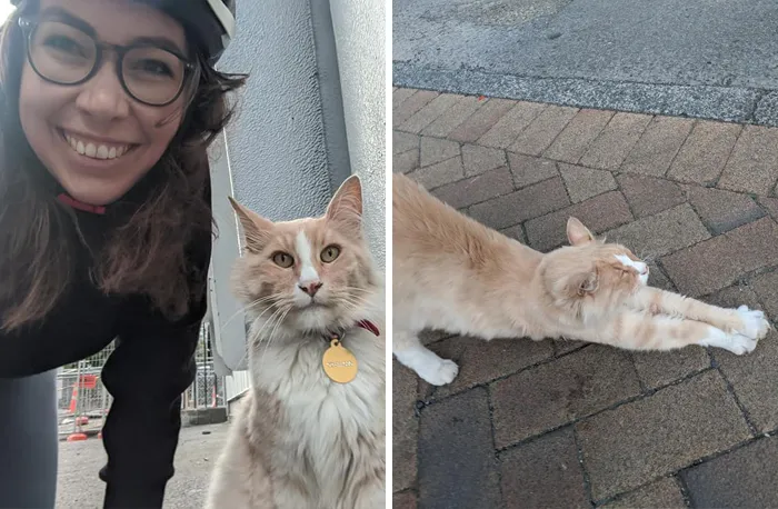 Este grupo de Facebook de 30.000 personas en Nueva Zelanda sirve para hacer fotos de un gato de la zona cada vez que se lo encuentran (30 fotos)