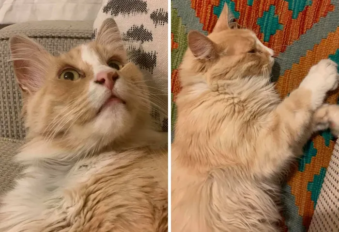Este grupo de Facebook de 30.000 personas en Nueva Zelanda sirve para hacer fotos de un gato de la zona cada vez que se lo encuentran (30 fotos)