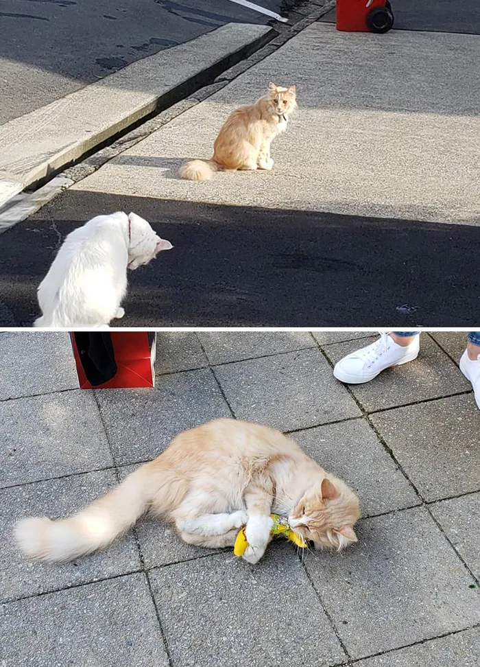 Este grupo de Facebook de 30.000 personas en Nueva Zelanda sirve para hacer fotos de un gato de la zona cada vez que se lo encuentran (30 fotos)