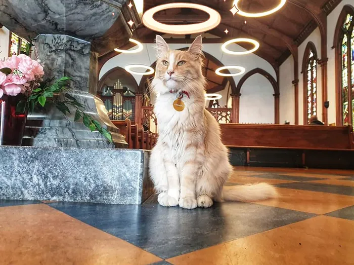Este grupo de Facebook de 30.000 personas en Nueva Zelanda sirve para hacer fotos de un gato de la zona cada vez que se lo encuentran (30 fotos)