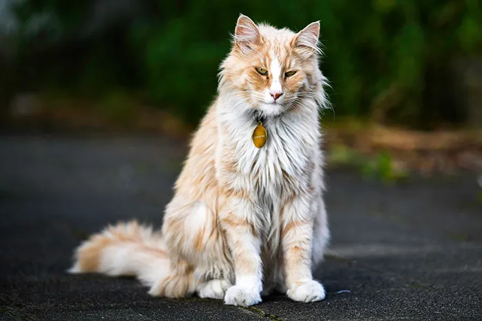 Este grupo de Facebook de 30.000 personas en Nueva Zelanda sirve para hacer fotos de un gato de la zona cada vez que se lo encuentran (30 fotos)