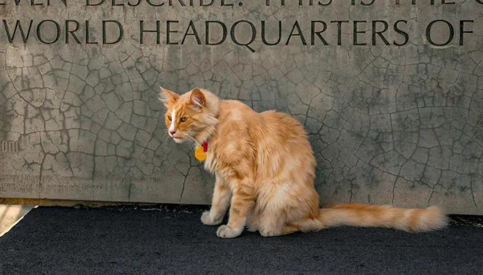 Este grupo de Facebook de 30.000 personas en Nueva Zelanda sirve para hacer fotos de un gato de la zona cada vez que se lo encuentran (30 fotos)