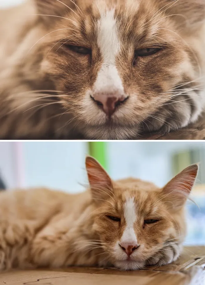 Este grupo de Facebook de 30.000 personas en Nueva Zelanda sirve para hacer fotos de un gato de la zona cada vez que se lo encuentran (30 fotos)