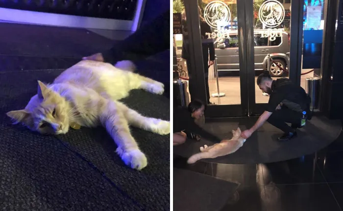 Este grupo de Facebook de 30.000 personas en Nueva Zelanda sirve para hacer fotos de un gato de la zona cada vez que se lo encuentran (30 fotos)