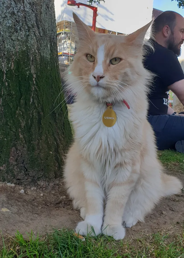 Este grupo de Facebook de 30.000 personas en Nueva Zelanda sirve para hacer fotos de un gato de la zona cada vez que se lo encuentran (30 fotos)