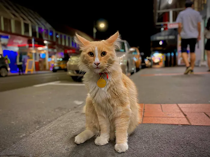 There's A Facebook Group Of 30k People In New Zealand Who Take Photos Of A Local Cat Whenever They Meet Him (30 Photos)