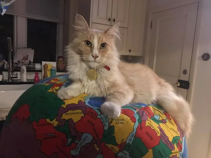 Este grupo de Facebook de 30.000 personas en Nueva Zelanda sirve para hacer fotos de un gato de la zona cada vez que se lo encuentran (30 fotos)