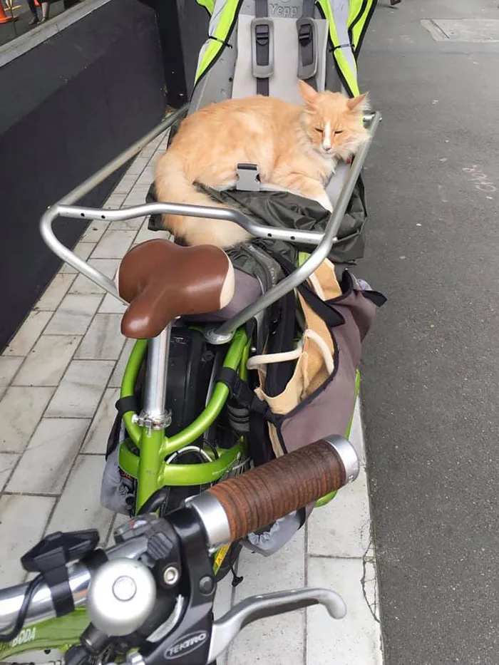 Este grupo de Facebook de 30.000 personas en Nueva Zelanda sirve para hacer fotos de un gato de la zona cada vez que se lo encuentran (30 fotos)