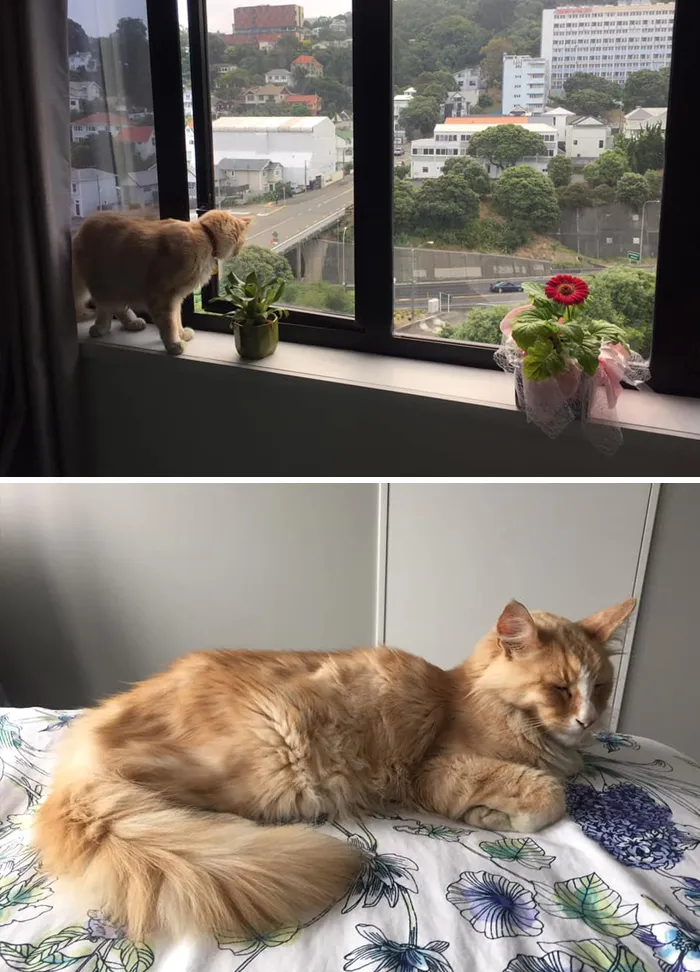Este grupo de Facebook de 30.000 personas en Nueva Zelanda sirve para hacer fotos de un gato de la zona cada vez que se lo encuentran (30 fotos)