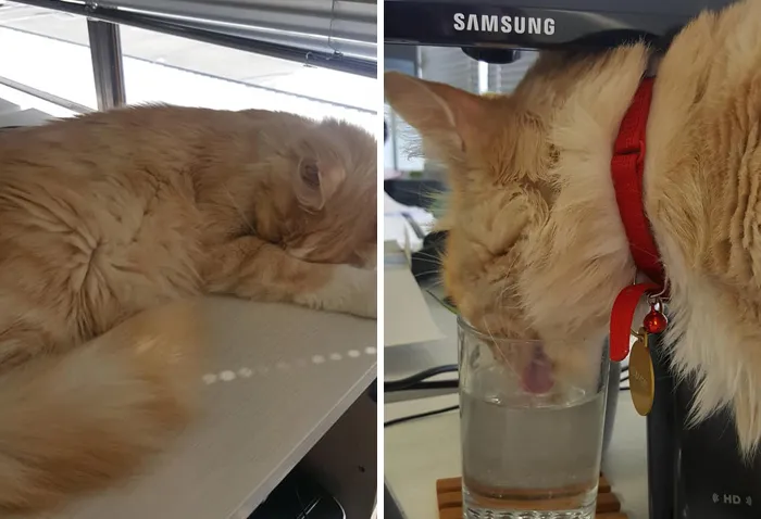 Este grupo de Facebook de 30.000 personas en Nueva Zelanda sirve para hacer fotos de un gato de la zona cada vez que se lo encuentran (30 fotos)
