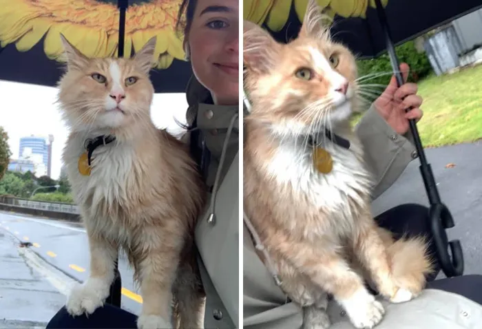 Este grupo de Facebook de 30.000 personas en Nueva Zelanda sirve para hacer fotos de un gato de la zona cada vez que se lo encuentran (30 fotos)