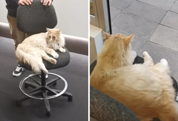 Este grupo de Facebook de 30.000 personas en Nueva Zelanda sirve para hacer fotos de un gato de la zona cada vez que se lo encuentran (30 fotos)