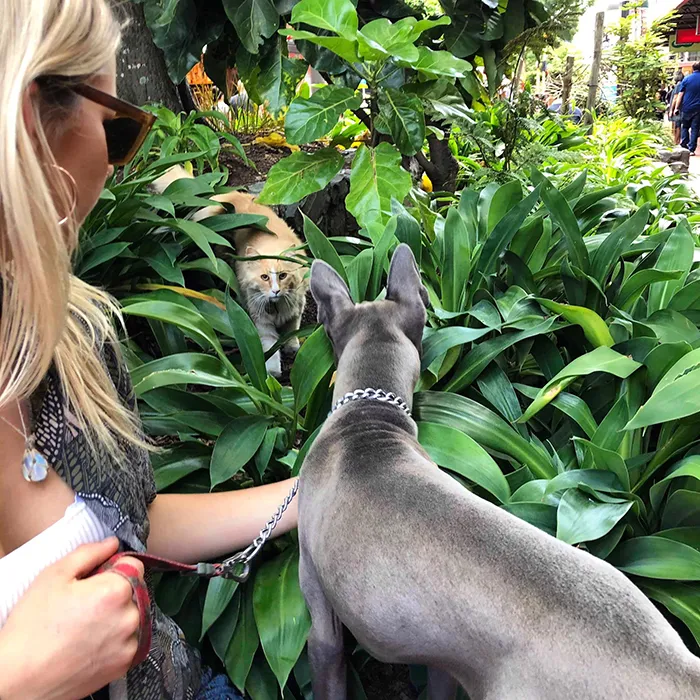 Este grupo de Facebook de 30.000 personas en Nueva Zelanda sirve para hacer fotos de un gato de la zona cada vez que se lo encuentran (30 fotos)